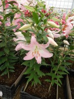 [5359 Euston DJ No01.JPG]